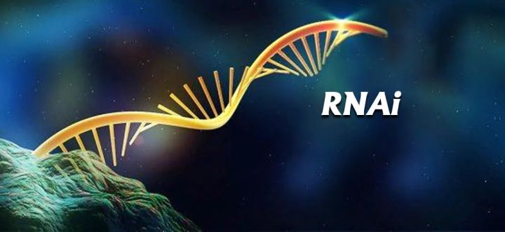 Rna Interference Rnai Chengdu Pukang Biological Technology Co Ltd